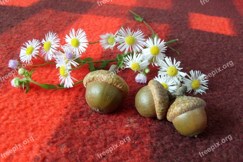 Decoration Nature Composition Acorns Beauty