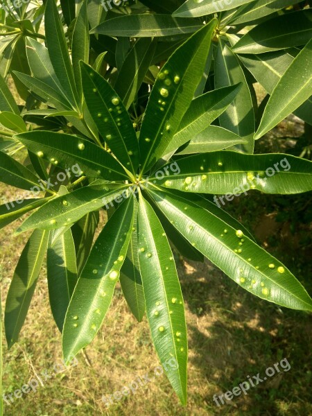 Plant Leaves Green Infected Free Photos