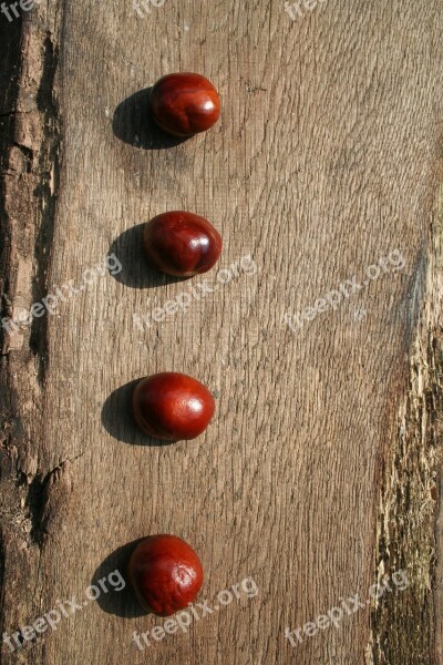 Chestnut Chestnut Tree Buckeye Close Up Autumn Fruit