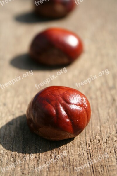 Chestnut Chestnut Tree Buckeye Close Up Autumn Fruit