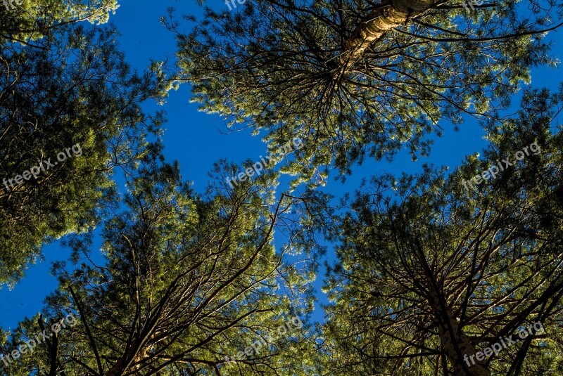 Pine Sky Forest Coniferous Tree Conifer