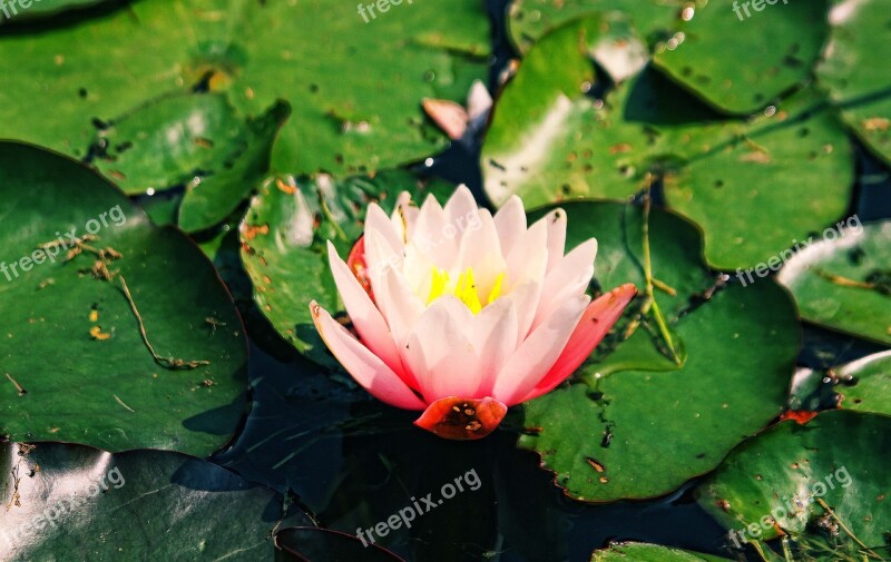 Lily Water Lily Water Polo Flower Pond