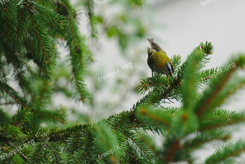 Firecrest Bird Nature Fir Free Photos