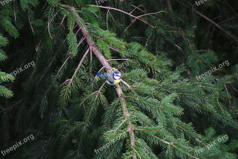 Blue Tit Bird Fir Fir Tree Nature