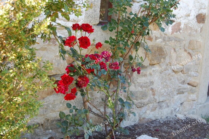 Rose Red Wall Natural Stone Stone Wall