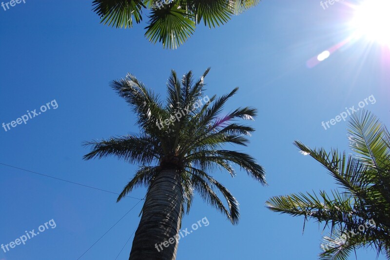 Palm Sky Partly Cloudy Sun Vacations