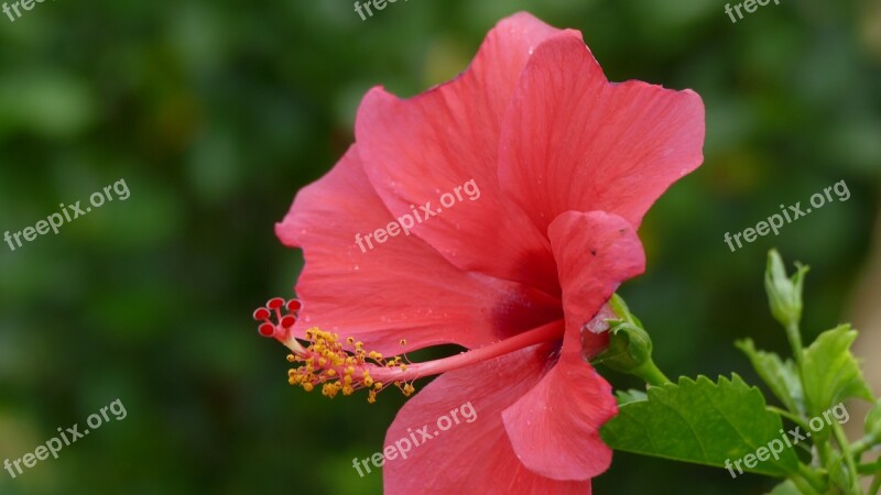 Hibiscus Flower Viet Nam Nature Color