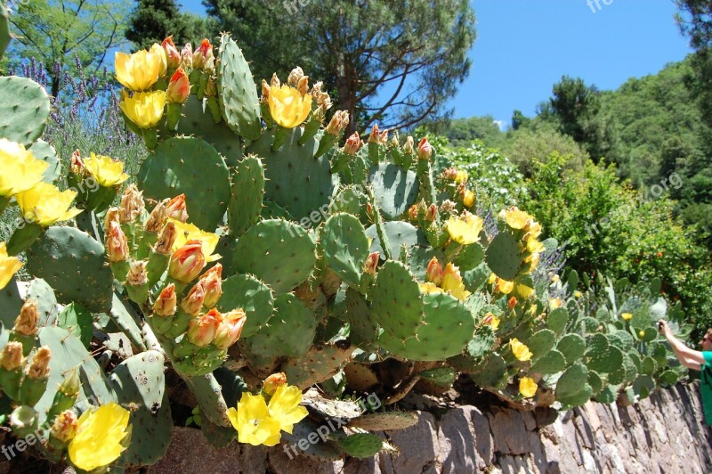 Cactus Prickly Pear Cactus Greenhouse Prickly Spur