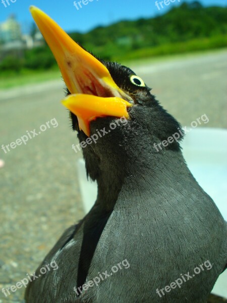 Javan Myna Starlings Bird Birds Free Photos