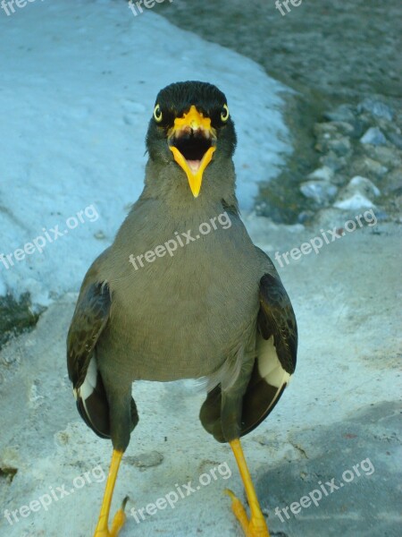 Javan Myna Starlings Bird Birds Free Photos