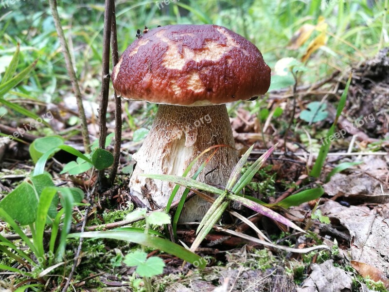 Mushrooms Boletus Forest White Summer