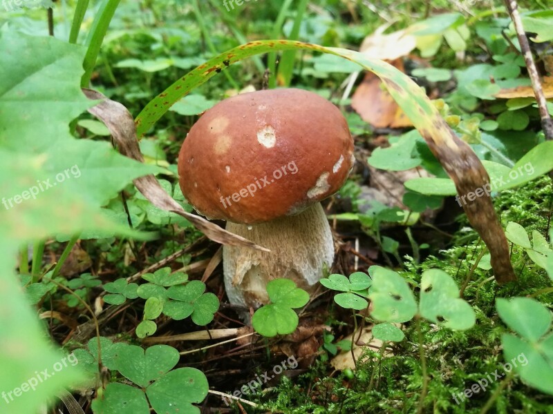 Mushrooms Boletus Forest White Summer