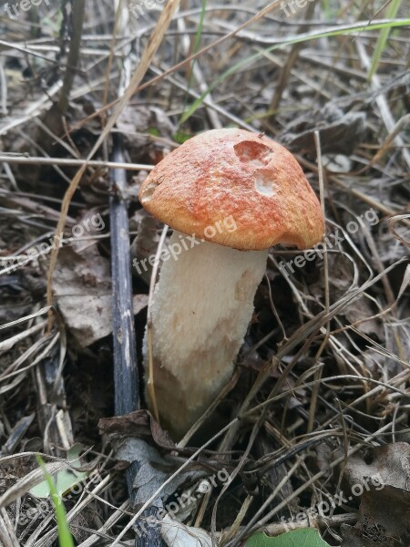 Mushrooms Orange-cap Boletus Forest Summer Organic