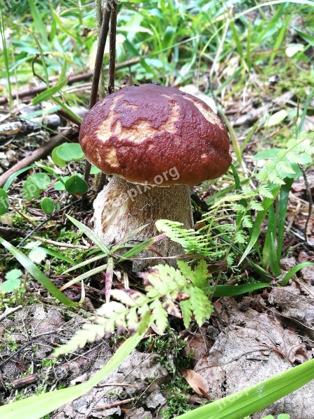 Mushrooms Boletus Forest Macro Summer