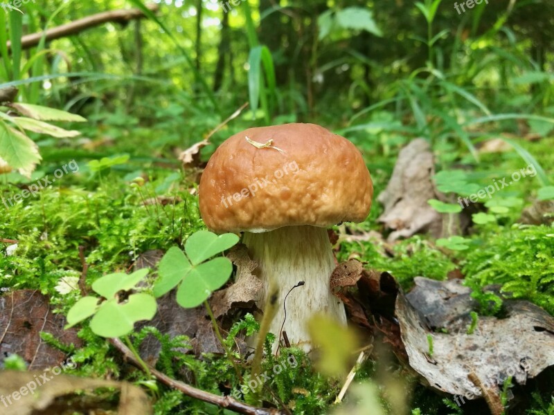 Mushrooms Boletus Forest Macro Summer