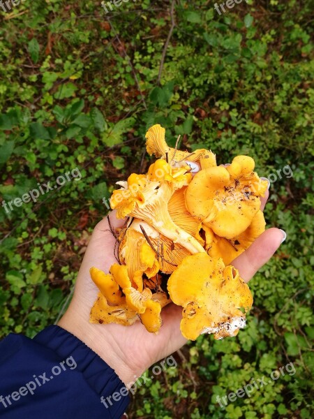 Mushrooms Chanterelles Forest Macro Summer