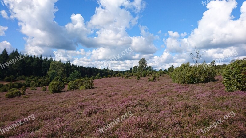 Heide Summer Flowers Nature Erika