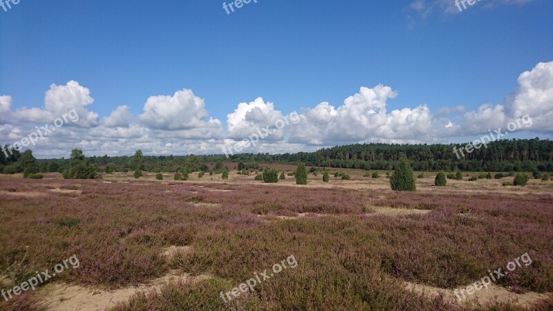 Heide Lüneburg Heath Heathland Heather Erica