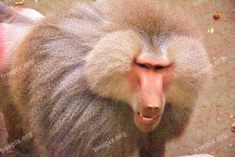 Baboon Zoo Animal Close-up Free Photos