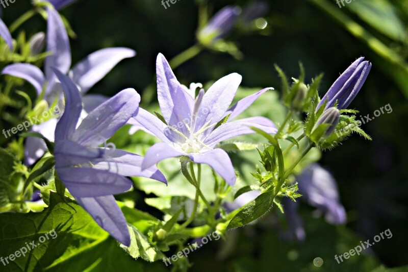 Bellflower Sunlight Close Up Flower Garden Blossomed