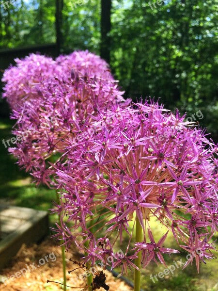 Onion Plant Sprint Purple Round Flower Free Photos