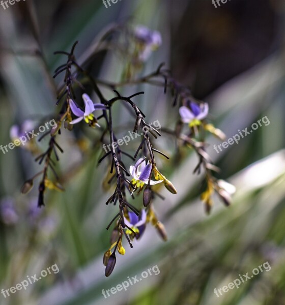 Wild Flowers Townsville Area Tropical Garden Queensland Gardens Free Photos