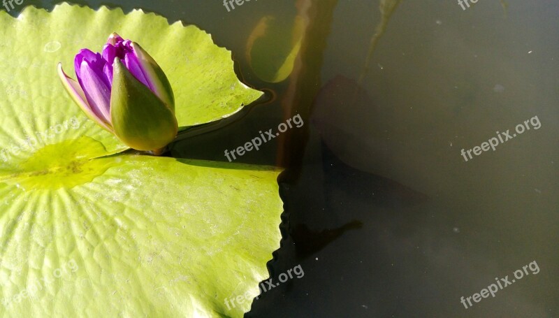 Flower Lotus Clear The Net Free Photos