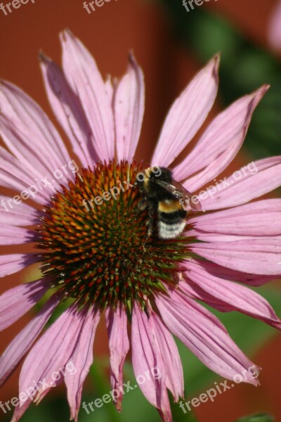 Flower Insect Bumblebee Free Photos