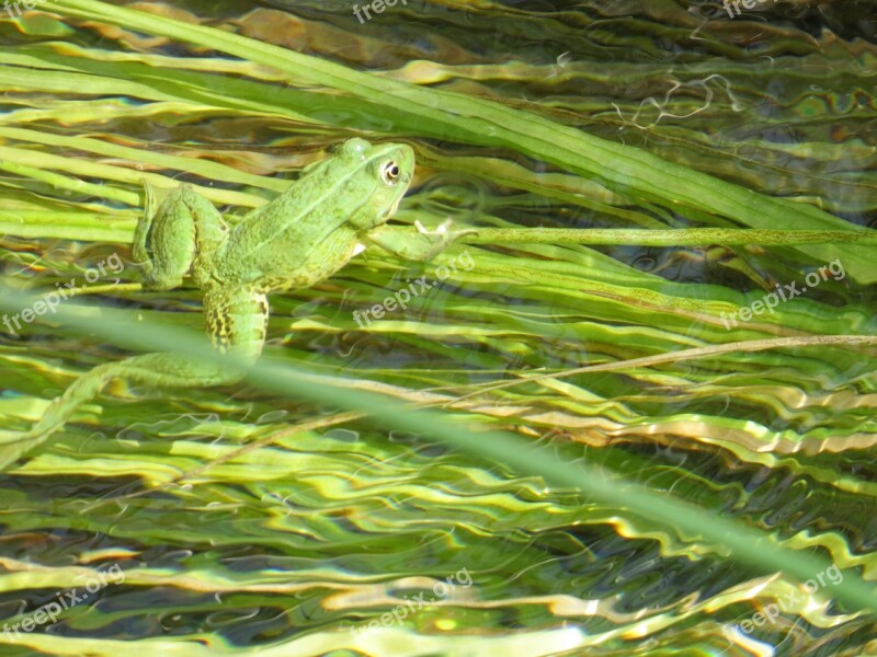 Frog Green Aquatic Plants Camouflage Free Photos