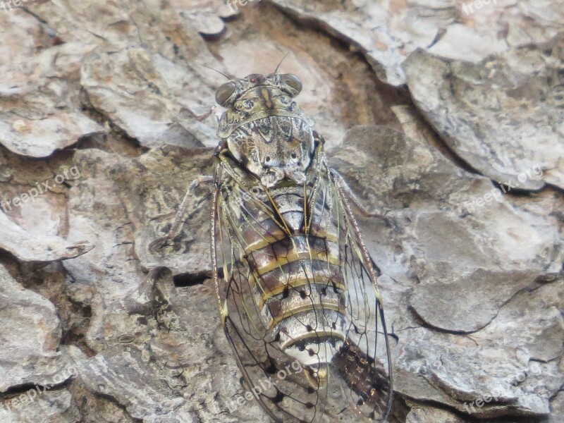 Cicada Pine Croatia Camouflage Insect