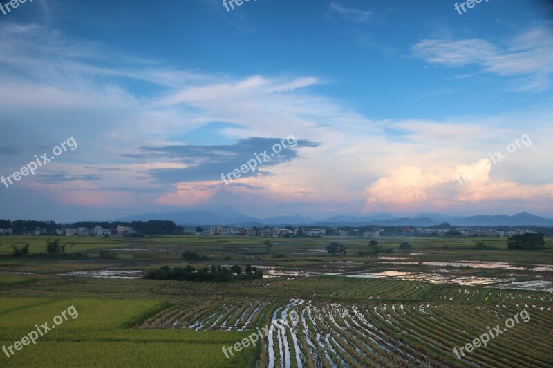 Countryside Scenery In Rice Field Rice Free Photos