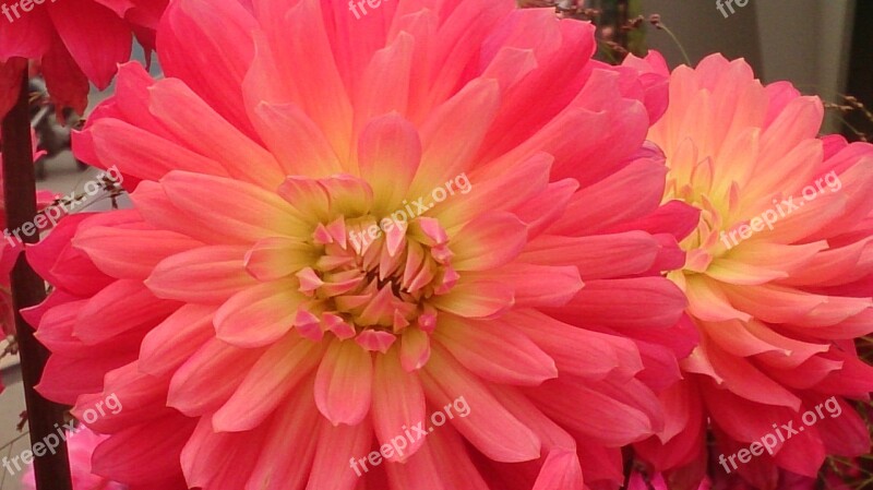 Dahlia Autumn Flower Pink Flower Autumn