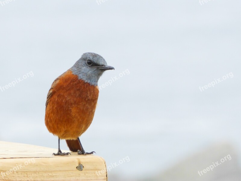 Bird Funny Orange Curious Colorful