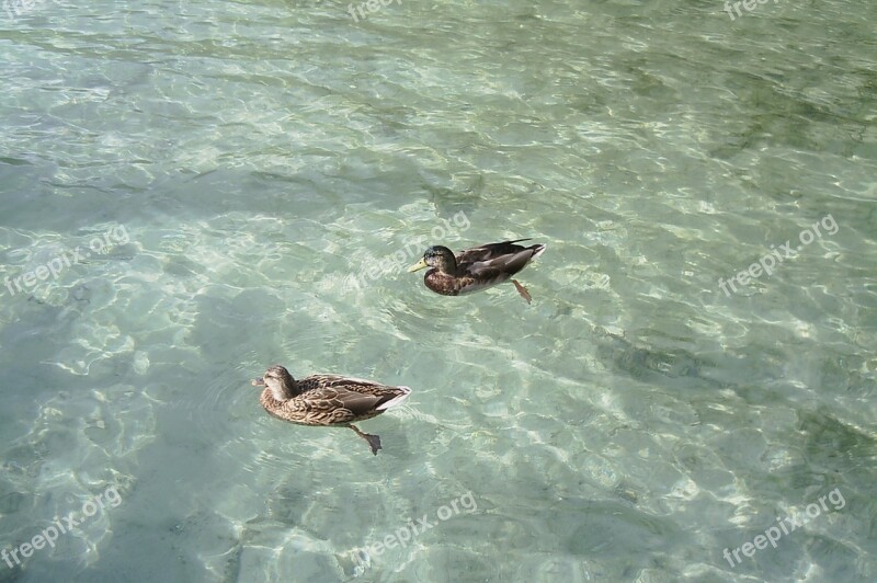 Ducks Lake Natura Ducks Lake Nature