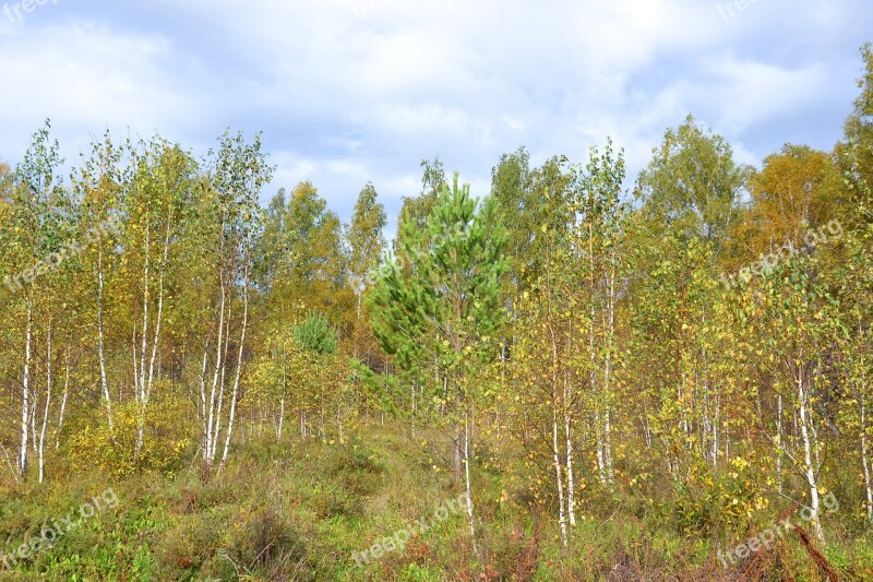 Forest Autumn Autumn Nature Fall Colors Tree