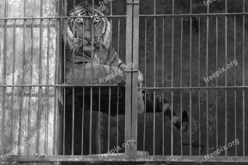 Tiger Cage Not Happy Bad Blue