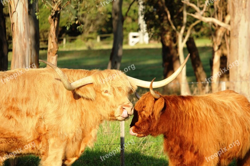 Cow Cows Cattle Longhair Long