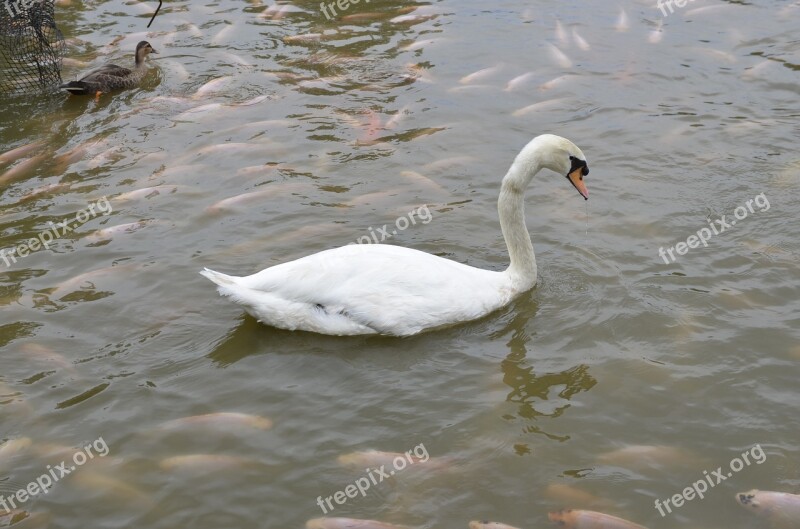 Swan Pond Lake Park Nature