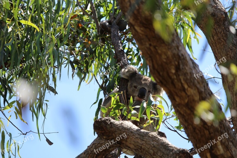 Koala Tree Gum Gumtree Marsupial