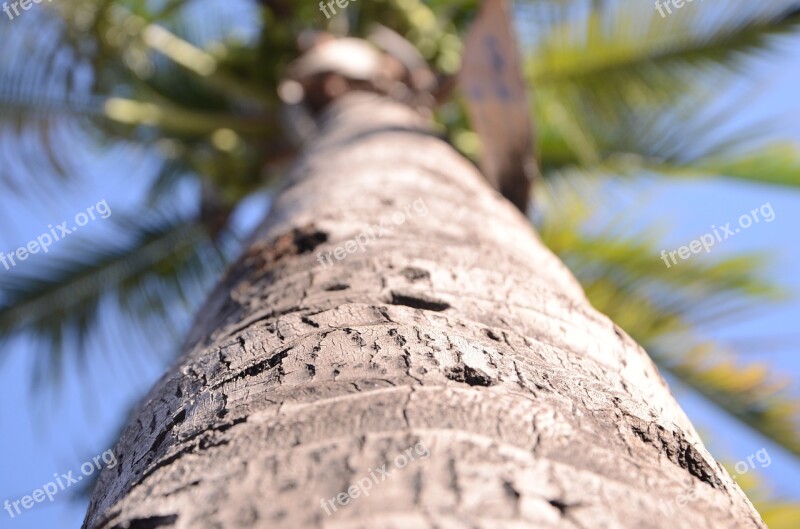 Nature Coconut Palm Landscape Botanical Garden Sky