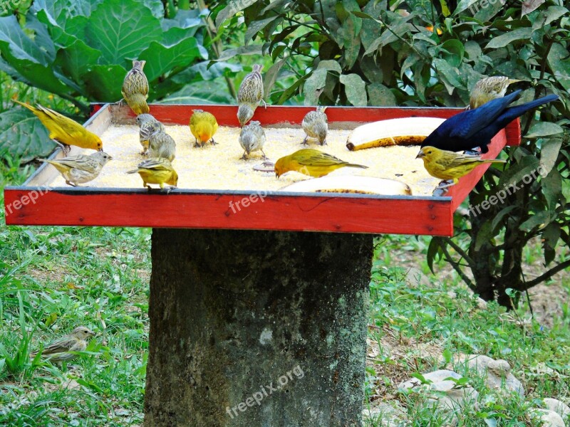 Nature Birds Animal Tropical Birds Bird