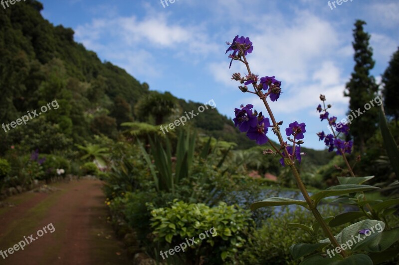 Comanche Nature Azores Sao Miguel Garden