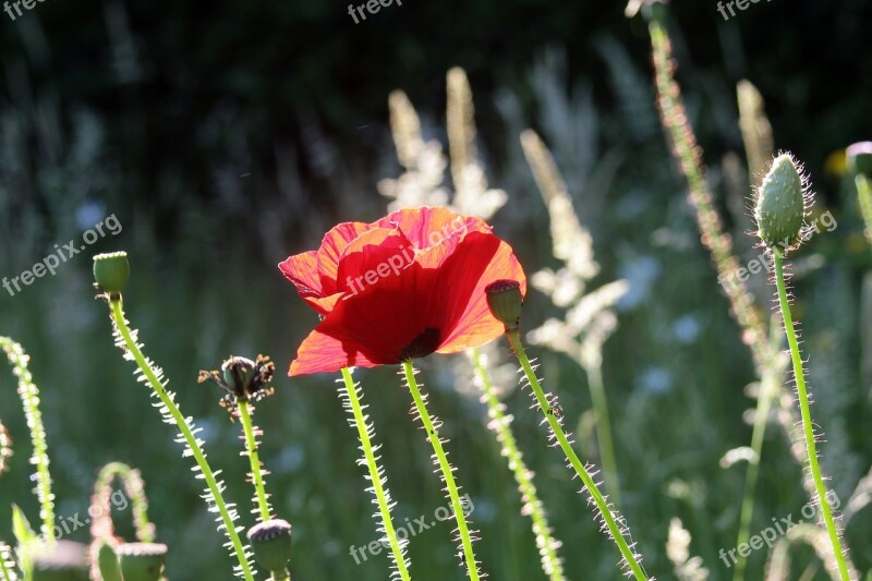 Poppy Red Klatschmohn Poppy Flower Wild Plant