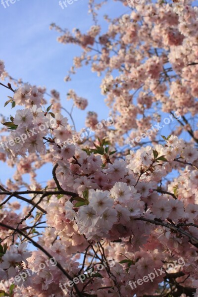 Cherry Cherry Blossom Japanese Cherry Pink Spring