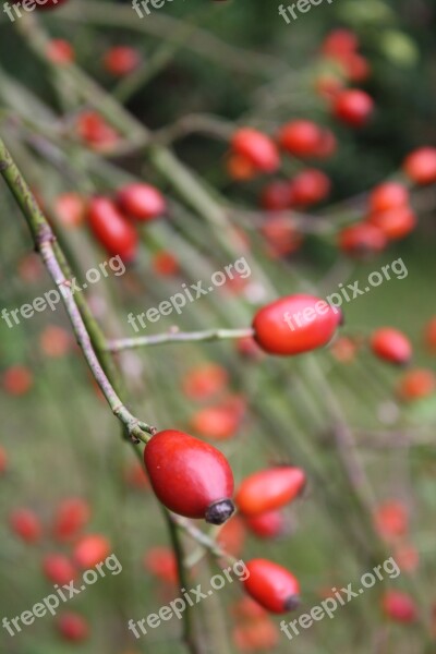 Rose Hip Garden Red Autumn Wild Rose