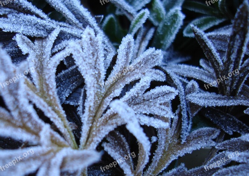 Ripe Hoarfrost Leaves Autumn Winter