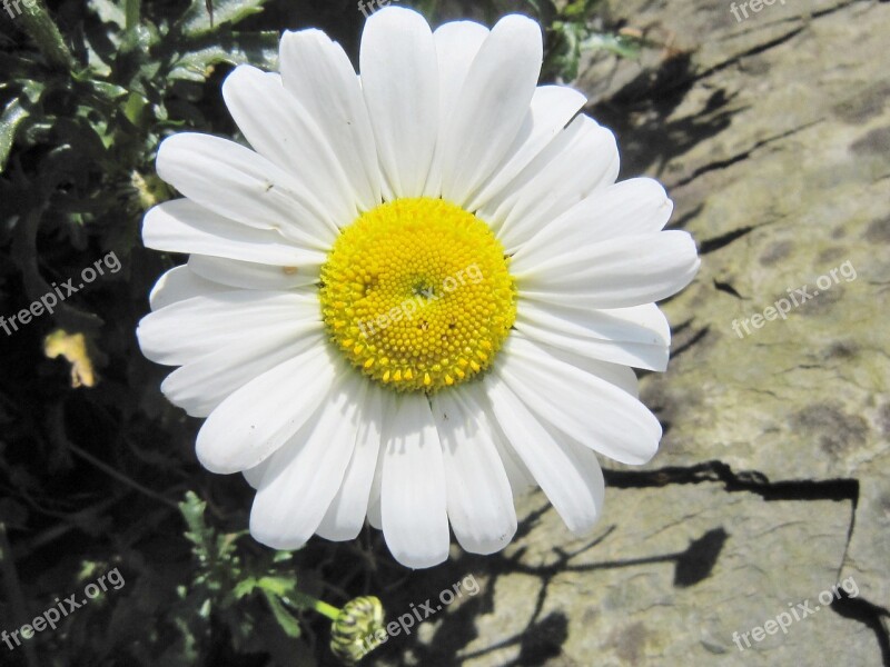 Smiley Daisy Happy Smile Flower