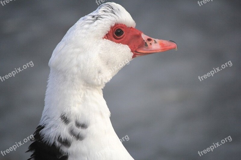 Duck Waterfowl Hair Metallurgy Nature