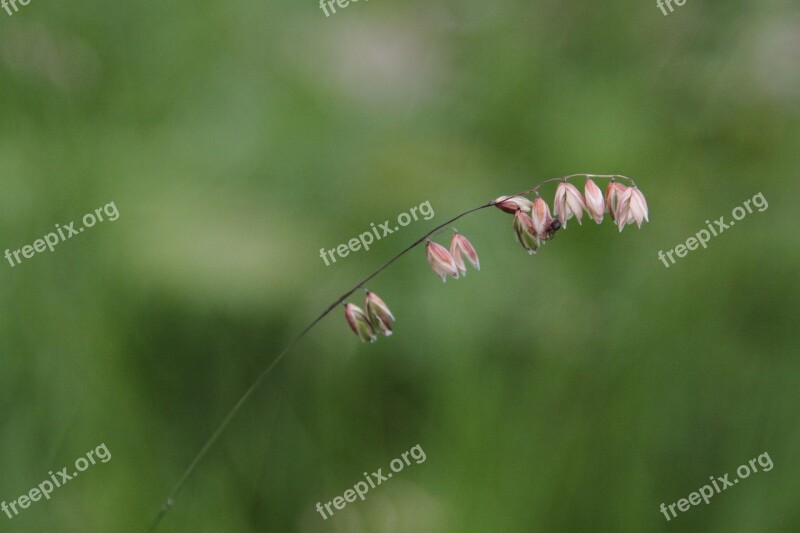 Grass Plant Plants The Nature Of The Summer