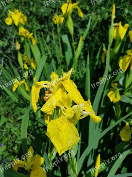 Sverdlilje Flower Plant Flowers Lily